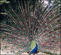 Kanha National Park